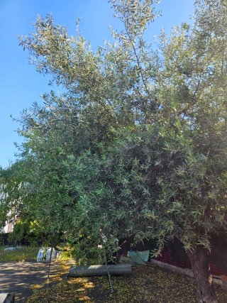Arbol Olivo