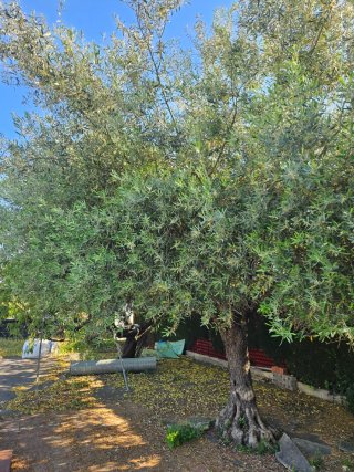 Arbol Olivo