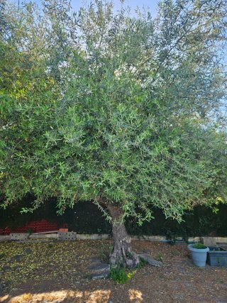 Arbol Olivo