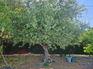 Arbol Olivo