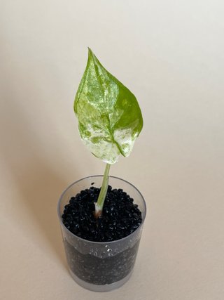 Alocasia Macrorrhiza Splash