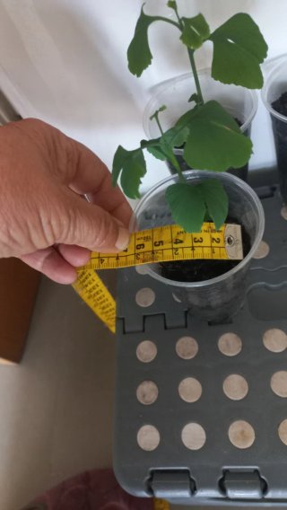 Lote 4 Ginkgos en macetas de 6 ctm