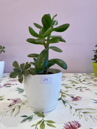 Planta árbol de jade