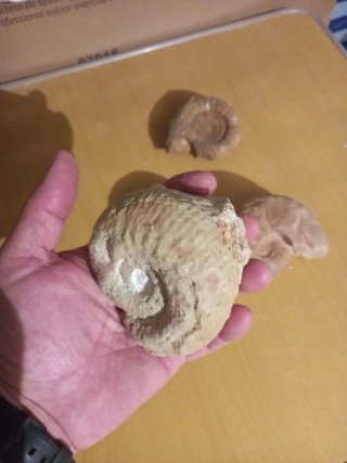 5  Fosiles de Ammonites distintas especies