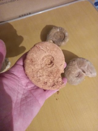 5  Fosiles de Ammonites distintas especies