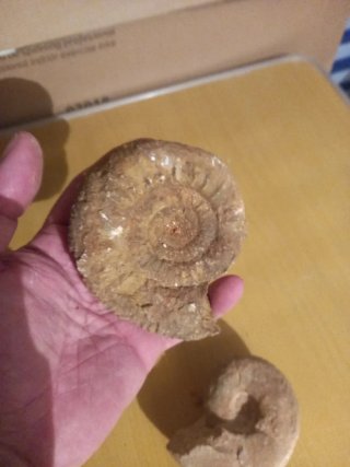 5  Fosiles de Ammonites distintas especies