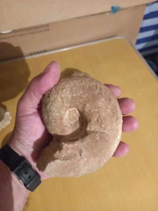5  Fosiles de Ammonites distintas especies