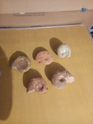 5  Fosiles de Ammonites distintas especies