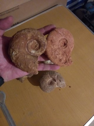 5  Fosiles de Ammonites distintas especies