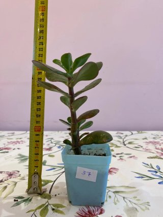 Planta Árbol de Jade 37