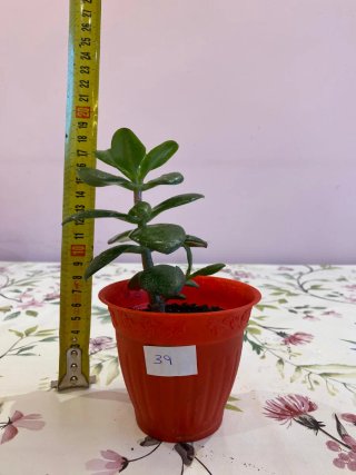 Árbol de Jade Planta 39