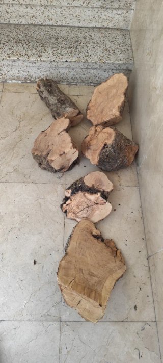 Troncos de olivo secos para decoración