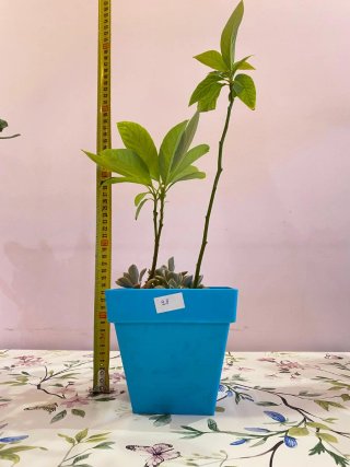 2 Plantas de Aguacate en Maceta Azul
