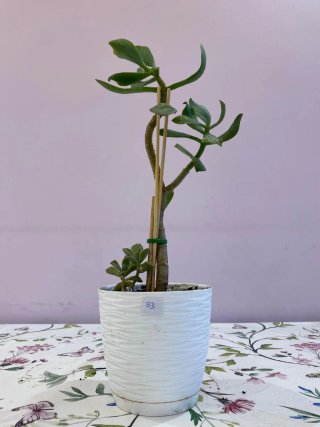 Planta Suculenta Hoja Rizada