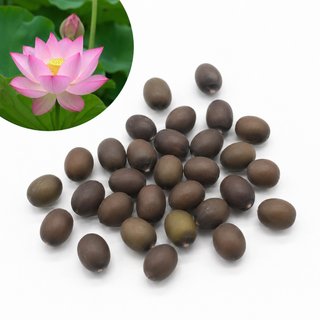 20 Semillas Loto Colores Mixtos