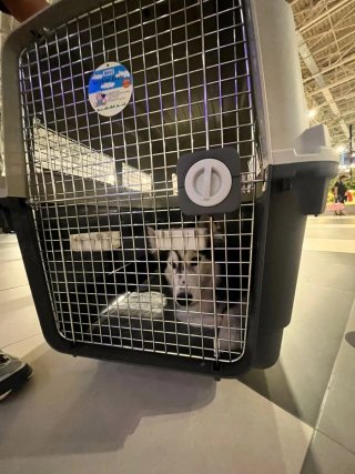 Transportín L120 para perro mediano/grande