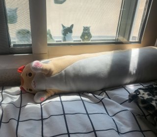 Peluche de gato largo