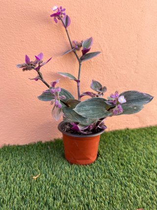 Planta Tradescantia con flores moradas