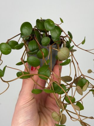 Peperomia Pepperspot