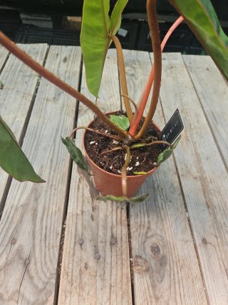 Philodendron Billietiae