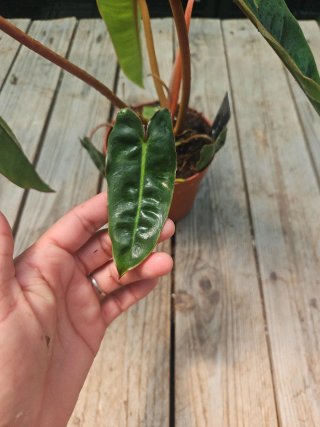 Philodendron Billietiae