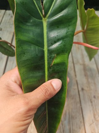 Philodendron Billietiae