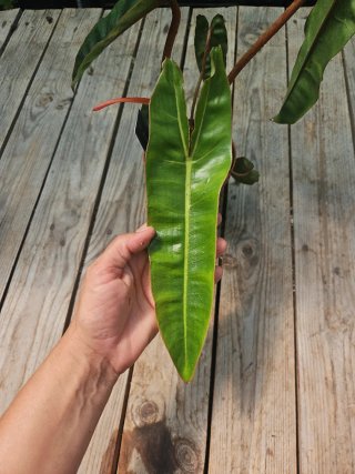 Philodendron Billietiae
