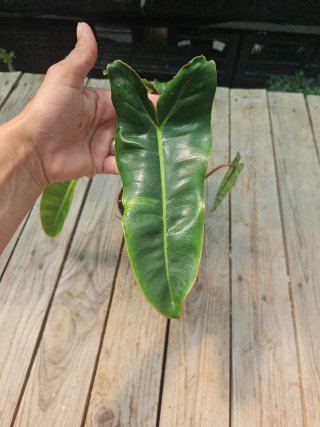 Philodendron Billietiae