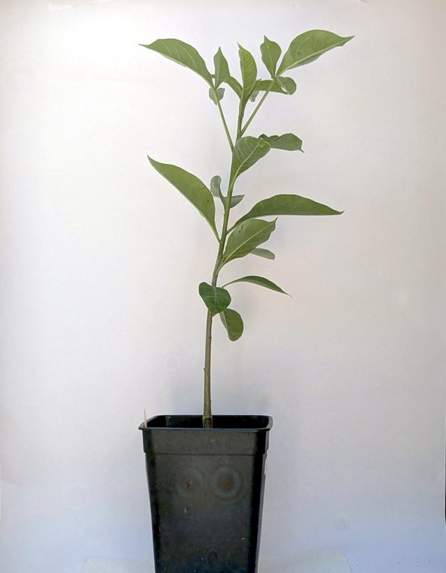 Baobab Adansonia digitata