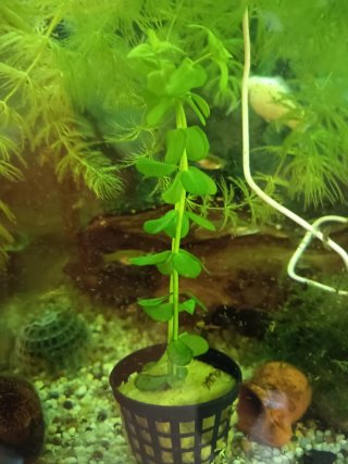 Bacopa Monnieri Planta Acuario