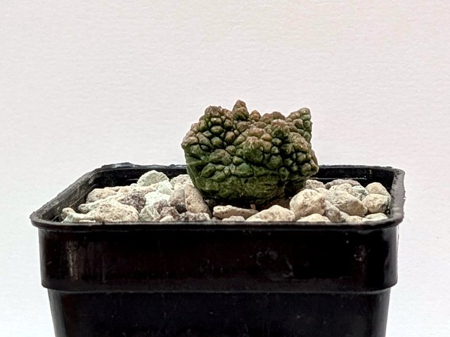 Pseudolithos cubiformis