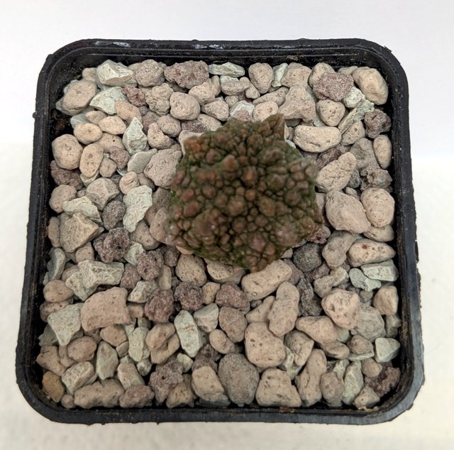 Pseudolithos cubiformis