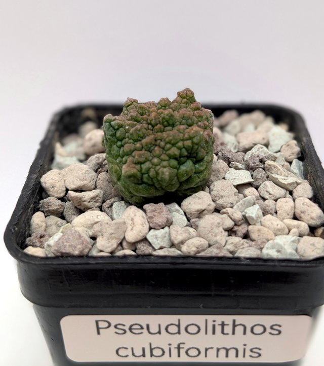 Pseudolithos cubiformis