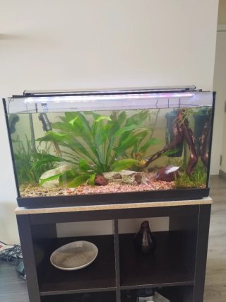 Acuario 110L en A Coruña
