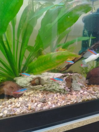 Acuario 110L en A Coruña