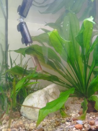 Acuario 110L en A Coruña