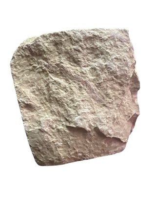 Fósil Trilobite Asaphus