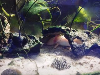 Acuario con Ajalotes