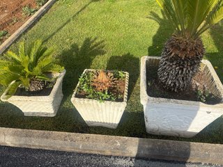 Vasi in cemento con Cycas