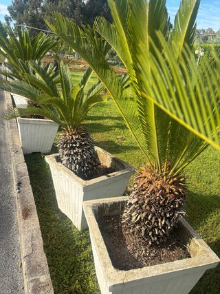Vasi in cemento con Cycas