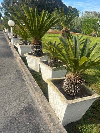 Vasi in cemento con Cycas