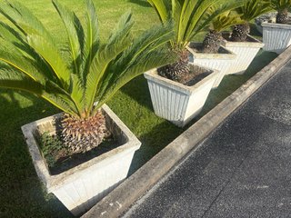 Vasi in cemento con Cycas