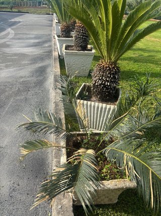 Vasi in cemento con Cycas