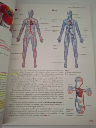 Il nuovo invito alla biologia.blu: Il corpo umano