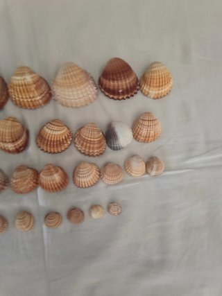 30 Conchiglie miste