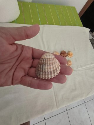 30 Conchiglie miste