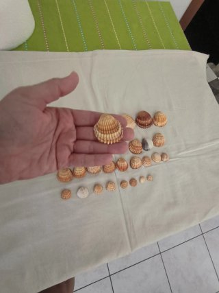 30 Conchiglie miste