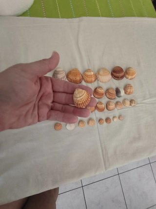 30 Conchiglie miste