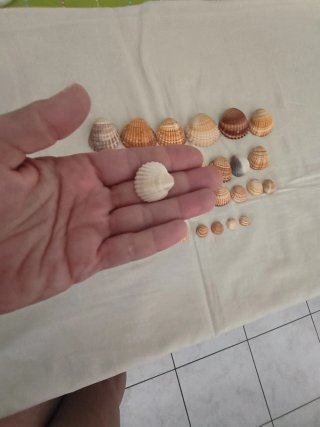 30 Conchiglie miste