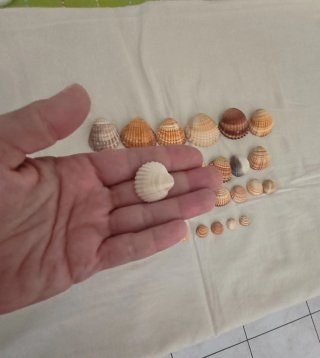 30 Conchiglie miste